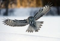 417 - GREAT GREY OWL LANDS AT DUSK - DEVINE BOB - united kingdom